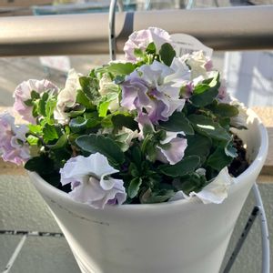 サントリーフラワーズ　ミルフル,成長記録,ベランダの画像