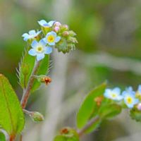 キュウリグサ,春の花,花のある暮らし,GSに感謝。,平和を願う☆の画像
