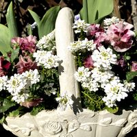 イベリス,菜の花,パンジー パルルージュ,寄せ植え,スマホ撮影の画像