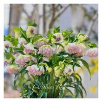 オリーブ,クリスマスローズ,ユーカリ ポポラス,クリスマスローズ ダブル,花のある暮らしの画像