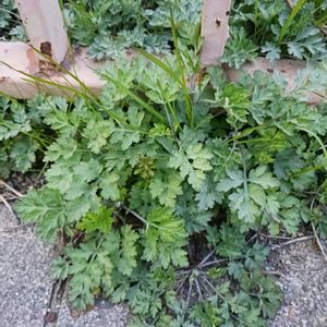雑草,野草の画像