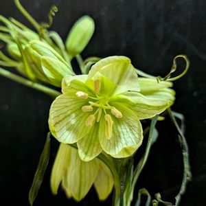 バイモ,バイモユリ,アミガサユリ,バイモ（アミガサユリ）,花瓶の画像