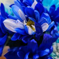 キク,青い花マニア,美しく青きドヨウ,チーム・ブルー,チームブルーNo.117の画像