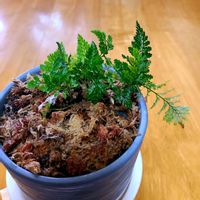 トキワシノブ,リビング・ダイニングの画像