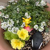アリッサム,プリムラ,小さな庭の画像