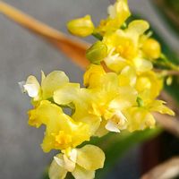 オンシジウム,オンシジウム  トゥインクル,新潟の画像