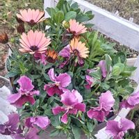 手作り,私のお気に入り。,お花のある暮らし,自然風の庭作り,庭に咲くお花たちの画像