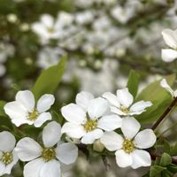 フランネルフラワー,ユキヤナギ,オルレア,シレネ・ユニフローラ,オオアマナの画像