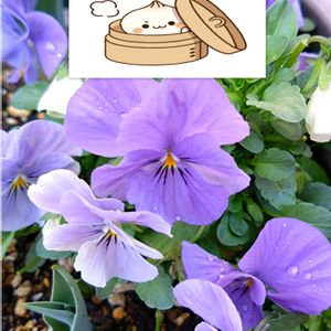 ビオラ,紫の花,プランター栽培,美しき青きドヨウ,土曜日は青の日の画像