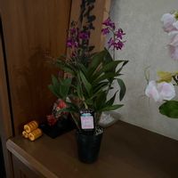 デンドロビウムの画像
