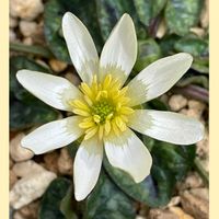 ヒメリュウキンカ　ブンチ,花のある暮らし,お花大好き♡,がんに負けるな！,東北人花の会の画像