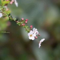 クリスマスローズ,クリスマスローズ,ユキヤナギ,ユキヤナギ,ピンクユキヤナギの画像