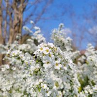 花のある暮らし,春の訪れ,今日のお花,繋がりに感謝✨,土曜日は お空の発表会の画像