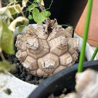 亀甲竜,亀甲竜,塊根植物,コーデックス,ディオスコレア属の画像