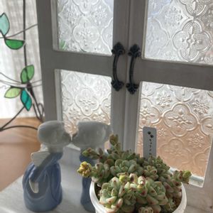 ナツツバキ,キャラメルの妖精,多肉植物,花のある暮らし,GSのみなさんに感謝♡の画像