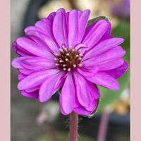 雪割草,山野草,花のある暮らし,お花大好き♡,山野草大好きの画像