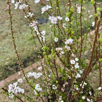 ピンクユキヤナギ,花のある暮らし,今日のお花,お花大好き,お花に感謝の画像