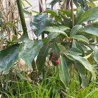 マンリョウの画像
