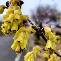 ウメ,ヒュウガミズキ,ミツマタ,菜の花,ムラサキツツジの画像
