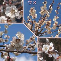 ウメ,キンセンカ,ツバキ,楽しかった♪,いつもありがとうの画像