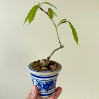 コナラ,コナラ,盆栽,実生,小品盆栽の画像