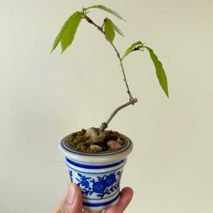 コナラ,コナラ,盆栽,実生,小品盆栽の画像