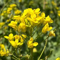 菜の花,菜の花,花のある暮らし,❤️いいね、ありがとう,花友さんに感謝♡の画像