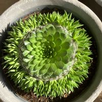 ツメレンゲ,ツメレンゲ(爪蓮華),鉢植え,変わり種,自宅の庭の画像