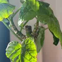 フィカスウンベラータ,みどりのある暮らしの画像