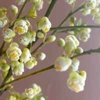 アオモジ,日比谷花壇,花のある暮らし,花のある生活,切り花を楽しむの画像