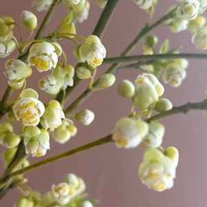 アオモジ,日比谷花壇,花のある暮らし,花のある生活,切り花を楽しむの画像