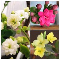 カランコエ,パーフェクタカランコエ♪,チーム愛知,すずガーデンの画像