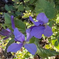 ムラサキハナナの画像