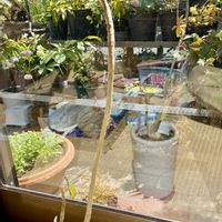 フィカスの画像