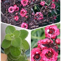 ギョリュウバイ,アロマ ティカス,うどん県人会,花ぼっこ産,うどん県西支部の画像