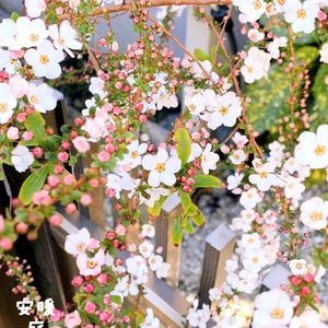 ユキヤナギ,ピンクユキヤナギ,挿し木,花のある暮らし,もうすぐ春の画像