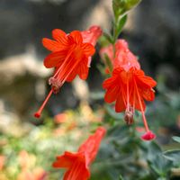 フクシア,カリフォルニア･フクシア,季節の花,咲くやこの花館,季節の風物詩の画像