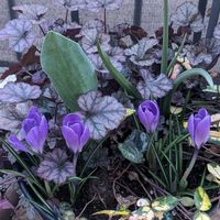 クロッカス,ビオラ,ヒューケラ,紫色の花の画像