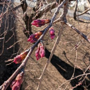 枝垂れ桜,シダレザクラ,開花間近,畑の画像