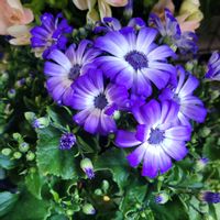 サイネリア,ネモフィラ,ペチュニア,リナリア,ワスレナグサの画像