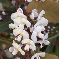 ハーデンベルギアの画像