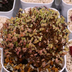 多肉植物,多肉大好き,ドロサンテマム ,植物育成ライト,簡易温室の画像