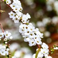 ヒイラギナンテン,ユキヤナギ,鬼石坊主地獄,バラ科,メギ科の画像