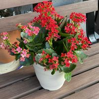 カランコエ,GS映え,GS日和,小さな庭の画像