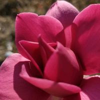 サクランボ,モクレン・バルカン,今日の一枚,庭の画像