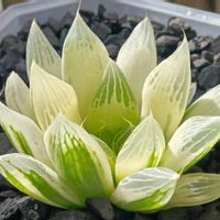 ハオルチア白蛇伝,ハオルチア属,多肉ちゃん,ボタニカルライフ,新芽の画像