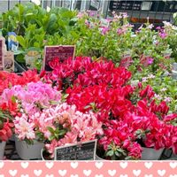 アザレア,お花屋さん,お出かけ先の画像