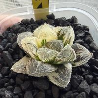 多肉植物,ハオルチア属,ハオルシア属     ,多肉中毒,ガチンコハオルチアクラブの画像