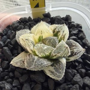 多肉植物,ハオルチア属,ハオルシア属     ,多肉中毒,ガチンコハオルチアクラブの画像