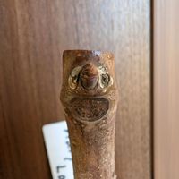 イチジク,顔wの画像